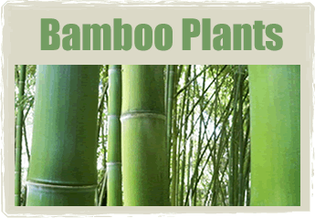 Buy Bamboo Plants Sacramento California